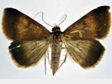 Plecoptera infuscata